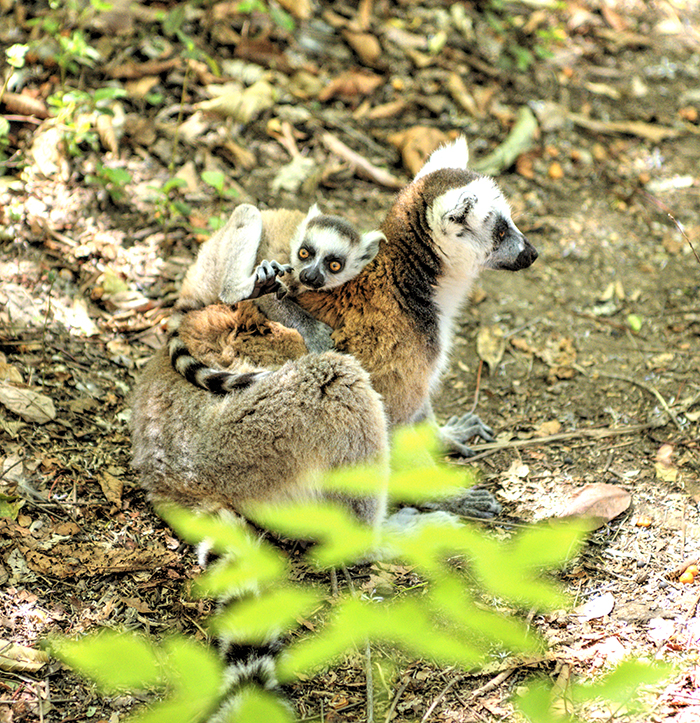 Ring Tail mother with baby